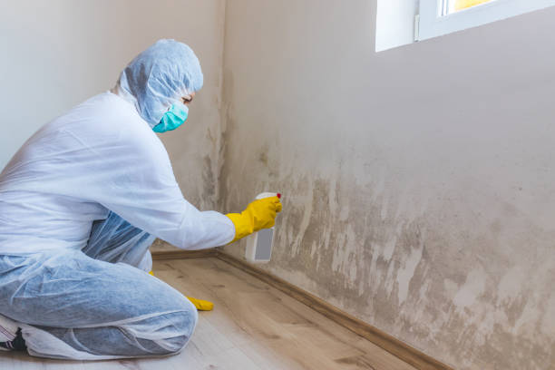Licensed Mold Inspection And Testing service in Clinton, WA - Car Mold Remediation