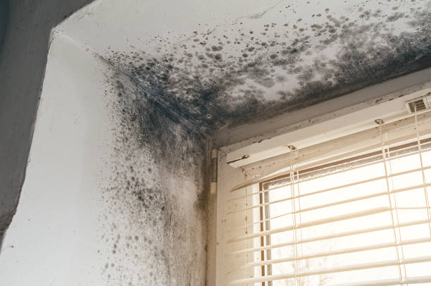 Affordable Mold Inspection And Testing solutions in Clinton, WA